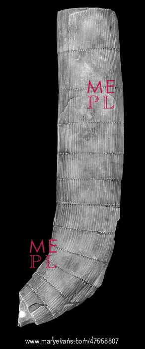 : Calamites sp. cast of trunk : Calamites sp. cast of trunk