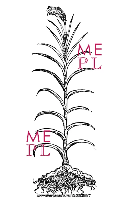 : Calamus, Alchemy Plant : Calamus, Alchemy Plant