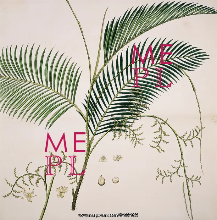 : Calamus rotang, rattan palm : Calamus rotang, rattan palm