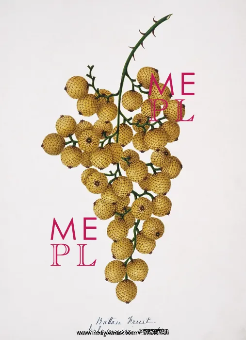 : Calamus viminalis, rattan fruit : Calamus viminalis, rattan fruit
