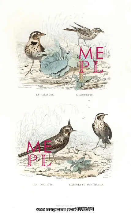 : Calandra lark, skylark, crested lark and marsh lark : Calandra lark, skylark, crested lark and marsh lark