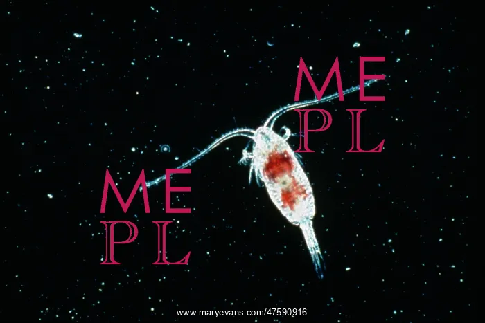 : Calanoid, planktonic copepod : Calanoid, planktonic copepod