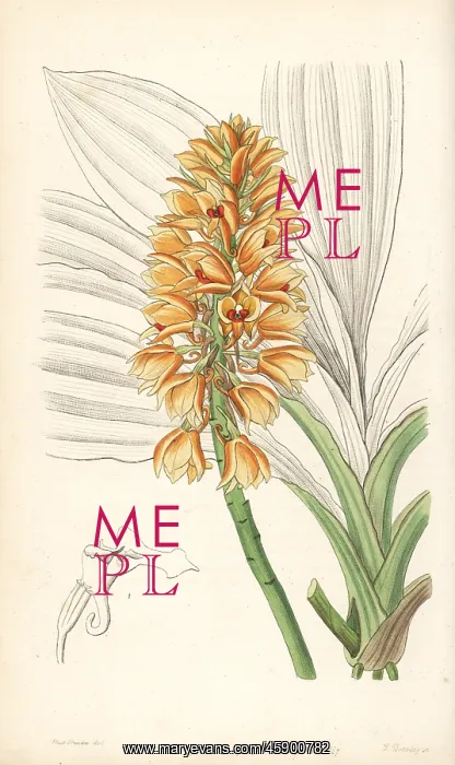 : Calanthe pulchra orchid : Calanthe pulchra orchid