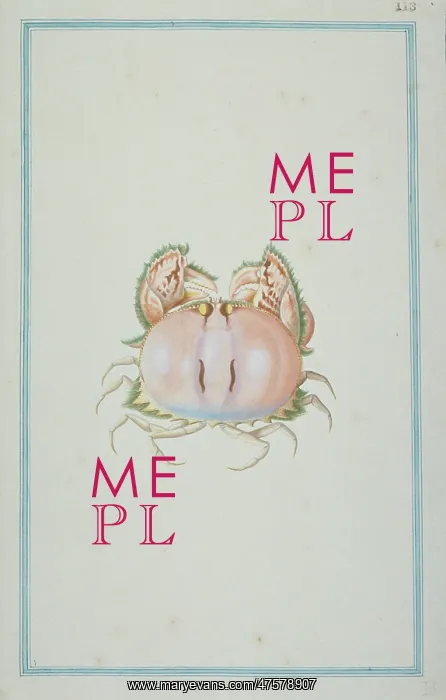 : Calappa philargius, box crab : Calappa philargius, box crab