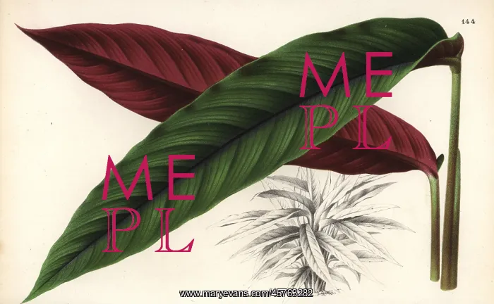 : Calathea nigrocostata : Calathea nigrocostata