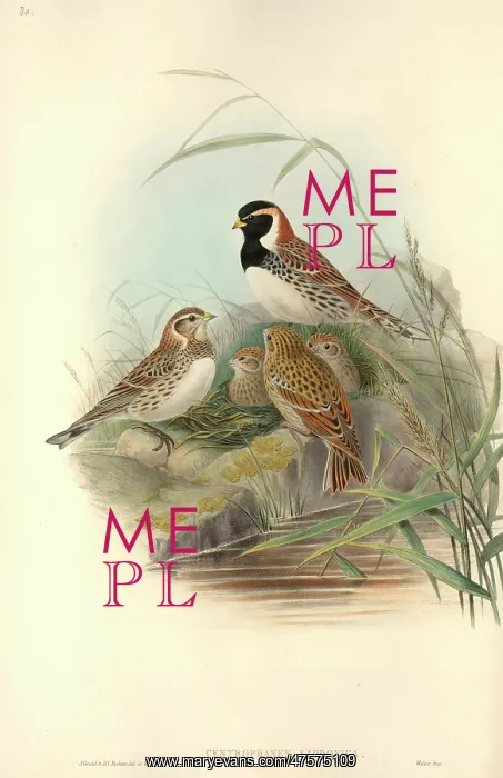 : Calcarius lapponicus, Lapland longspur : Calcarius lapponicus, Lapland longspur