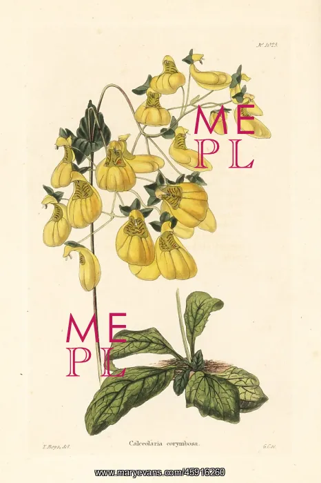 : Calceolaria corymbosa : Calceolaria corymbosa