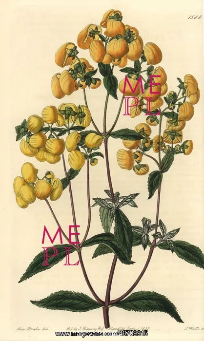  : Calceolaria integrifolia