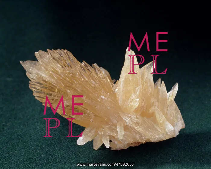 : Calcite. Honey-coloured crystals of scalenohedral dog-tooth calcite : Calcite. Honey-coloured crystals of scalenohedral dog-tooth calcite