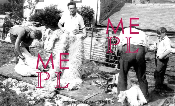  : Caldbeck, Sheep Shearing c1955
