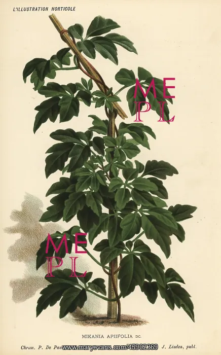 : Calea pinnatifida : Calea pinnatifida