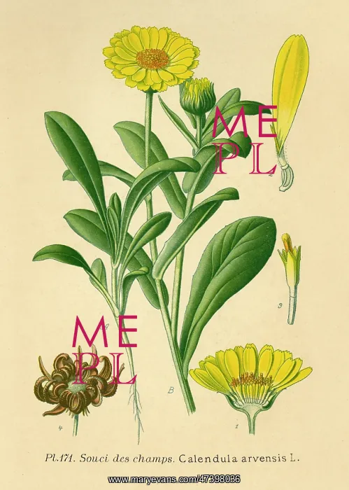 : Calendula Arvensis : Calendula Arvensis