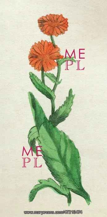  : CALENDULA OFFICINALIS