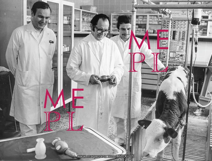 : Calf with artificial heart : Calf with artificial heart