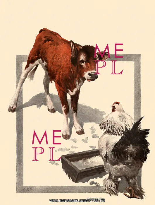 : Calf and Chicken