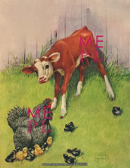  : Calf and Chickens