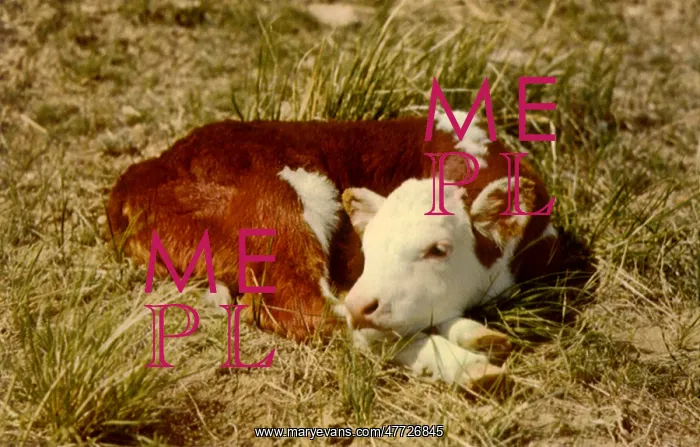  : Calf Dozing in Field