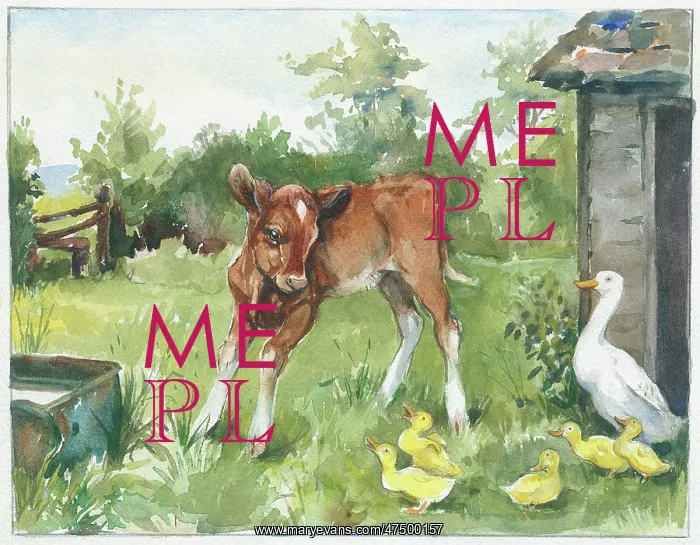  : Calf with duck and ducklings