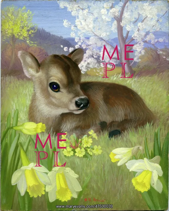 : Calf in a field with daffodils and primroses : Calf in a field with daffodils and primroses