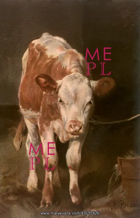  : Calf Tied to Rope