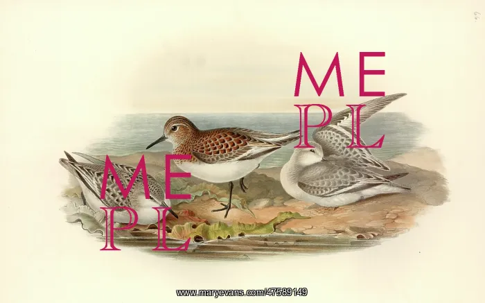 : Calidris alba, sanderling : Calidris alba, sanderling