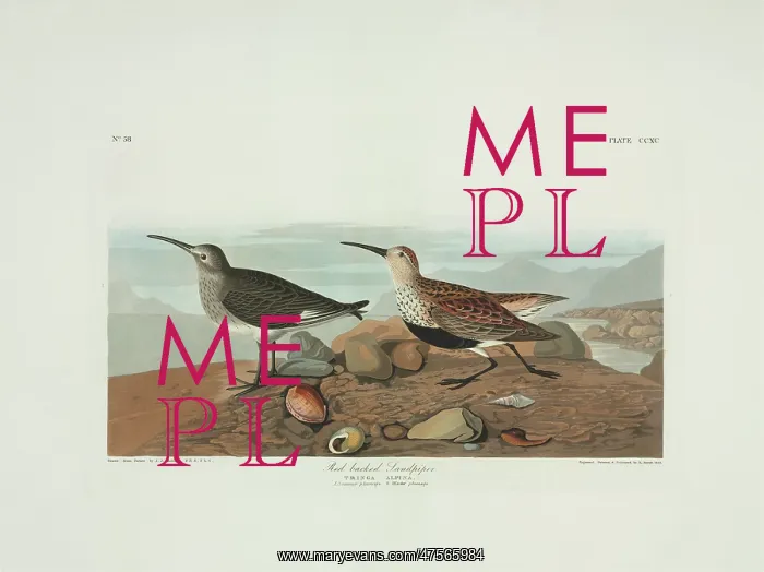 : Calidris alpina, dunlin : Calidris alpina, dunlin
