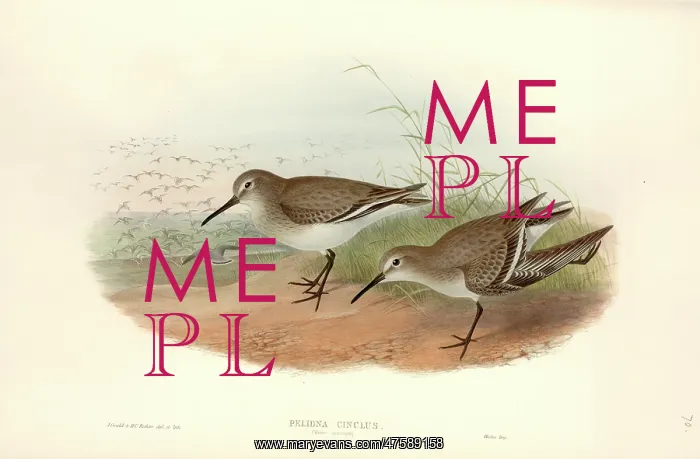 : Calidris alpina, dunlin : Calidris alpina, dunlin
