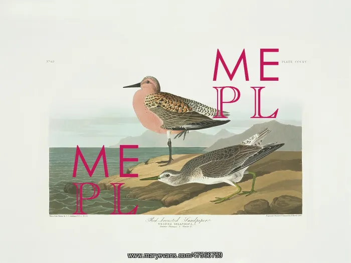 : Calidris canutus, red knot : Calidris canutus, red knot