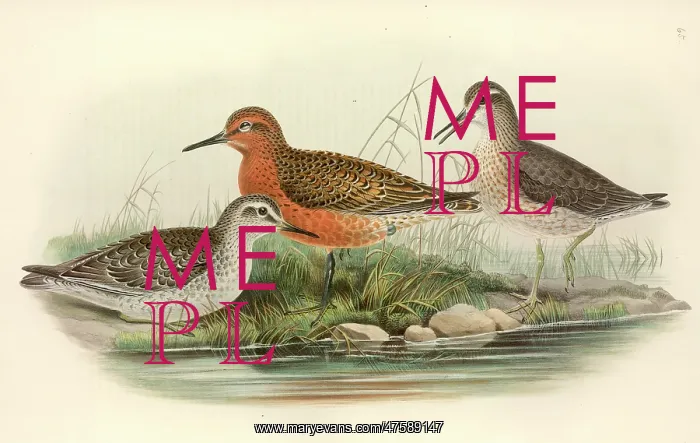 : Calidris canutus, red knot : Calidris canutus, red knot