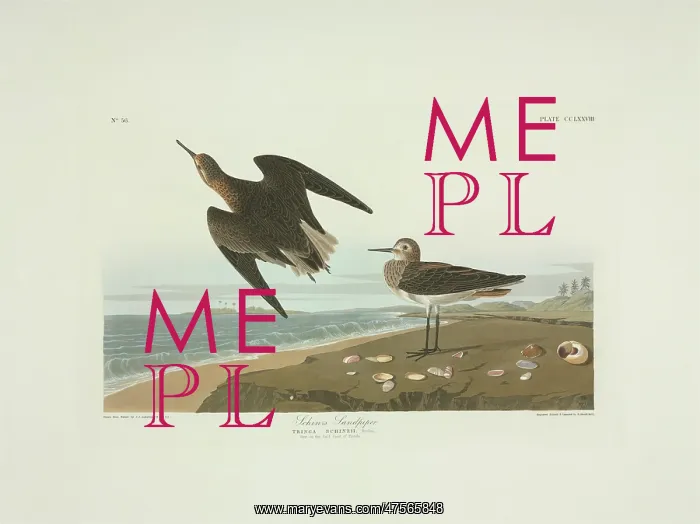 : Calidris fuscicollis, white-rumped sandpiper : Calidris fuscicollis, white-rumped sandpiper