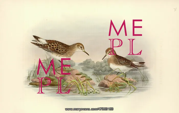 : Calidris fuscicollis, white-rumped sandpiper : Calidris fuscicollis, white-rumped sandpiper