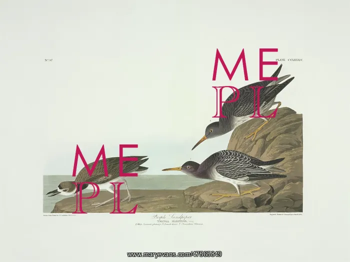 : Calidris maritima, purple sandpiper, Charadrius wilsonius, W : Calidris maritima, purple sandpiper, Charadrius wilsonius, W