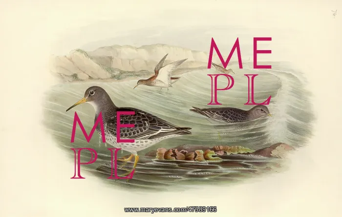 : Calidris maritima, purple sandpiper : Calidris maritima, purple sandpiper