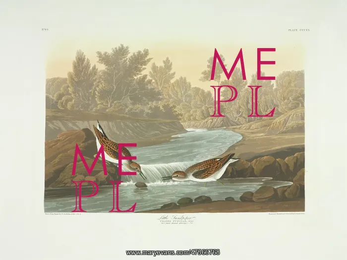 : Calidris minutilla, least sandpiper : Calidris minutilla, least sandpiper
