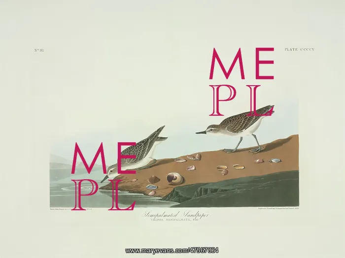 : Calidris pusilla, semipalmated sandpiper : Calidris pusilla, semipalmated sandpiper
