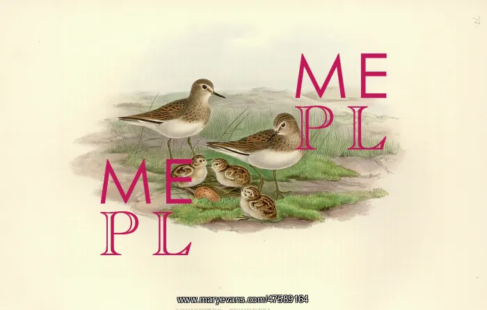 : Calidris temminckii, Temminck's stint : Calidris temminckii, Temminck's stint
