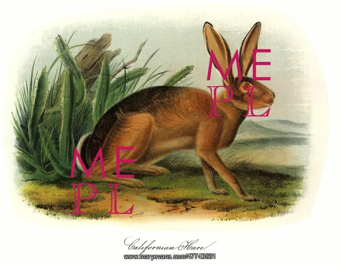 : California Hare : California Hare