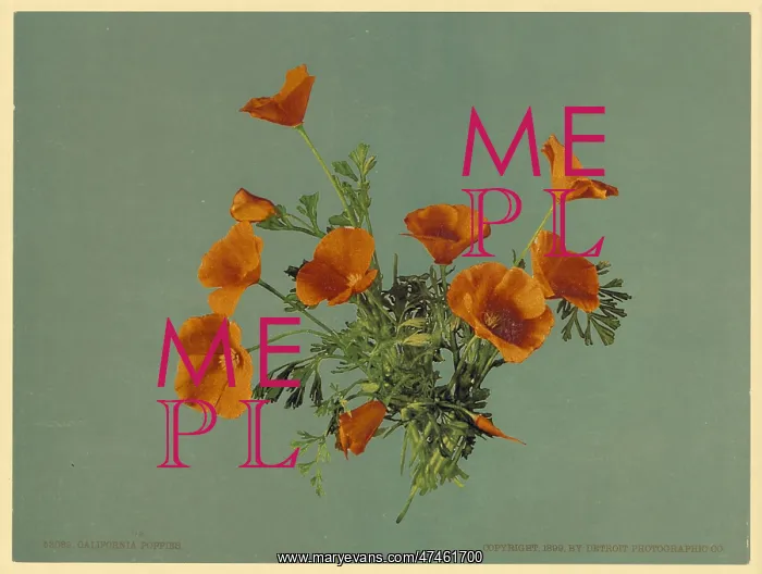  : California poppies
