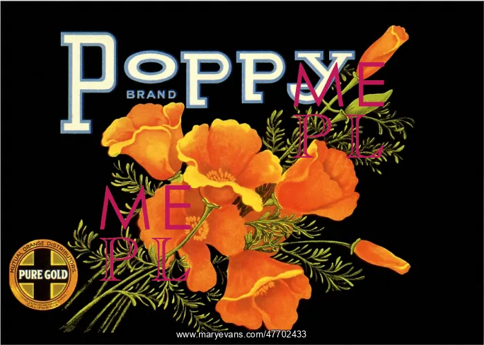 : California Poppies : California Poppies