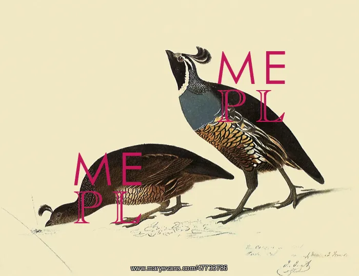 : California Quail : California Quail