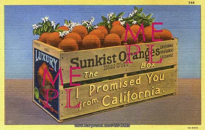 : Californian Sunkst Oranges, USA : Californian Sunkst Oranges, USA