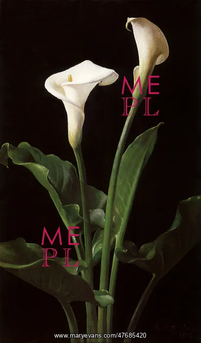 : Two Calla Lilies : Two Calla Lilies