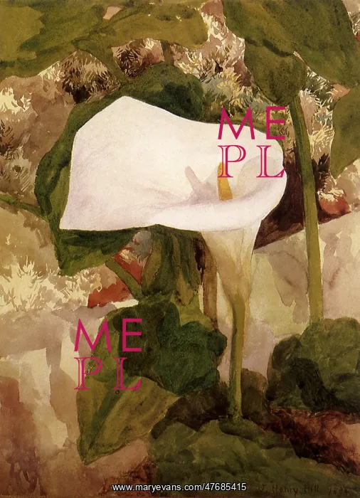 : Calla Lily : Calla Lily