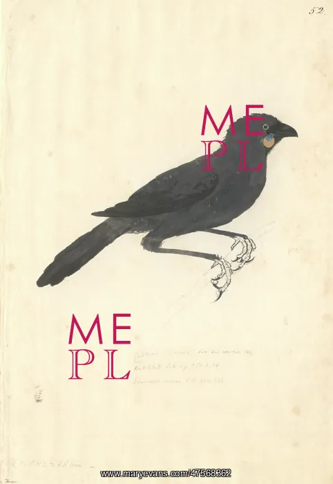 : Callaeas cinereus, kokako : Callaeas cinereus, kokako