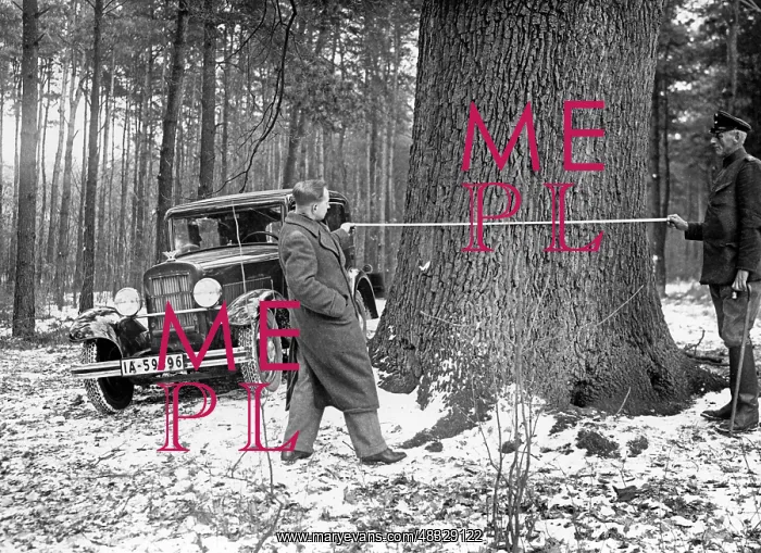 : The so called Buergermeister-Eichen in the Buch forest : The so called Buergermeister-Eichen in the Buch forest