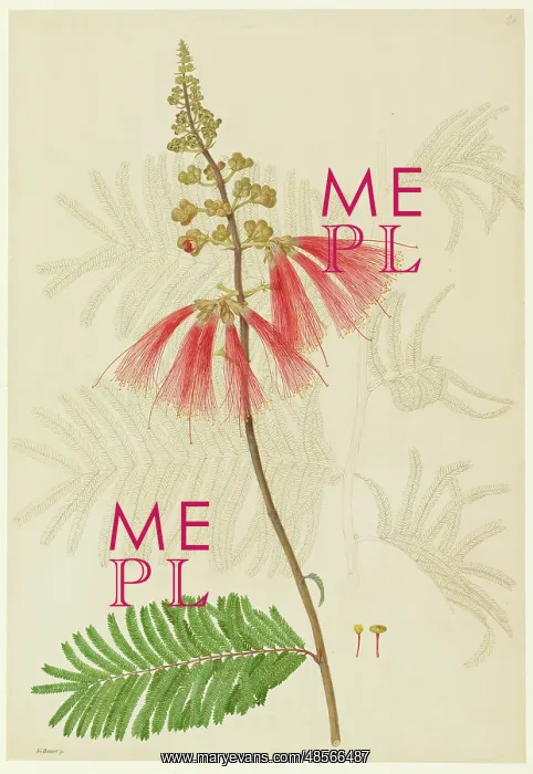 : Calliandra sp : Calliandra sp