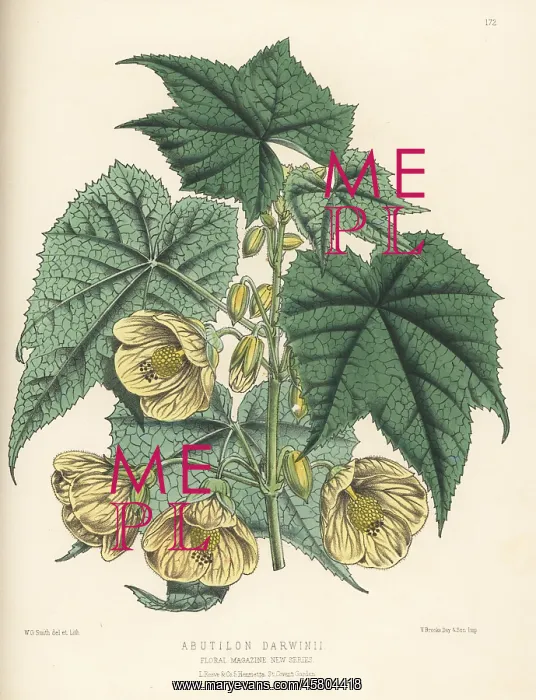 : Callianthe darwinii : Callianthe darwinii