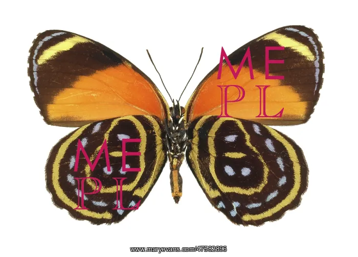 : Callicore astarte, eighty eight butterfly : Callicore astarte, eighty eight butterfly