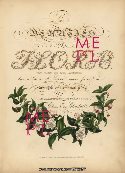 : Calligraphic title page with vignette from : Calligraphic title page with vignette from