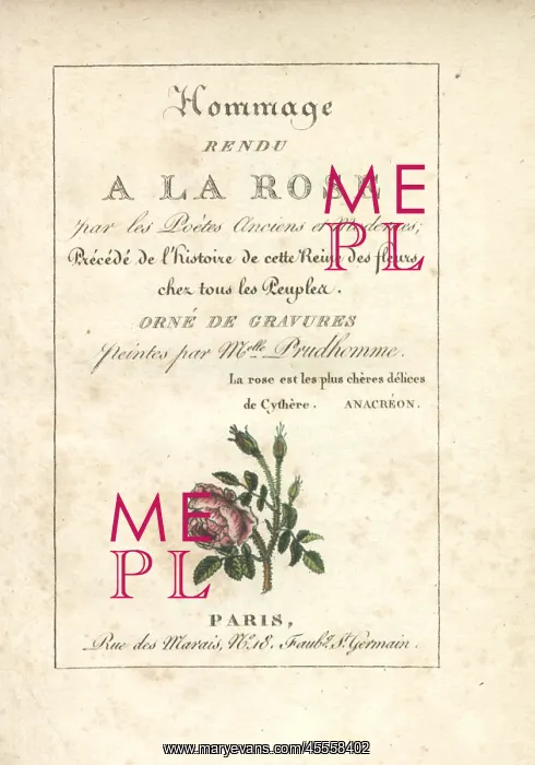 : Calligraphic title page with vignette of a moss rose : Calligraphic title page with vignette of a moss rose